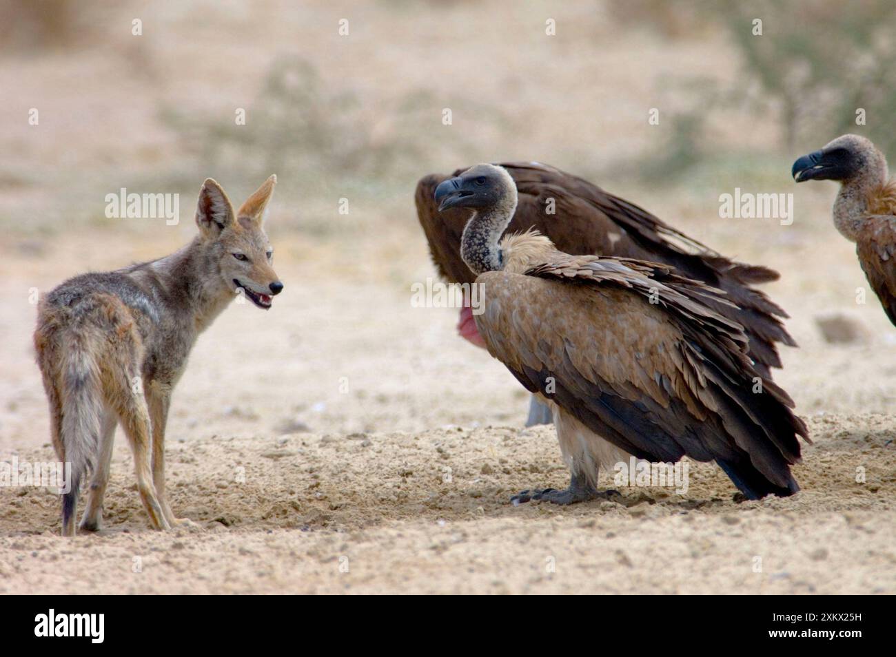 Jackal vulture hi-res stock photography and images - Page 2