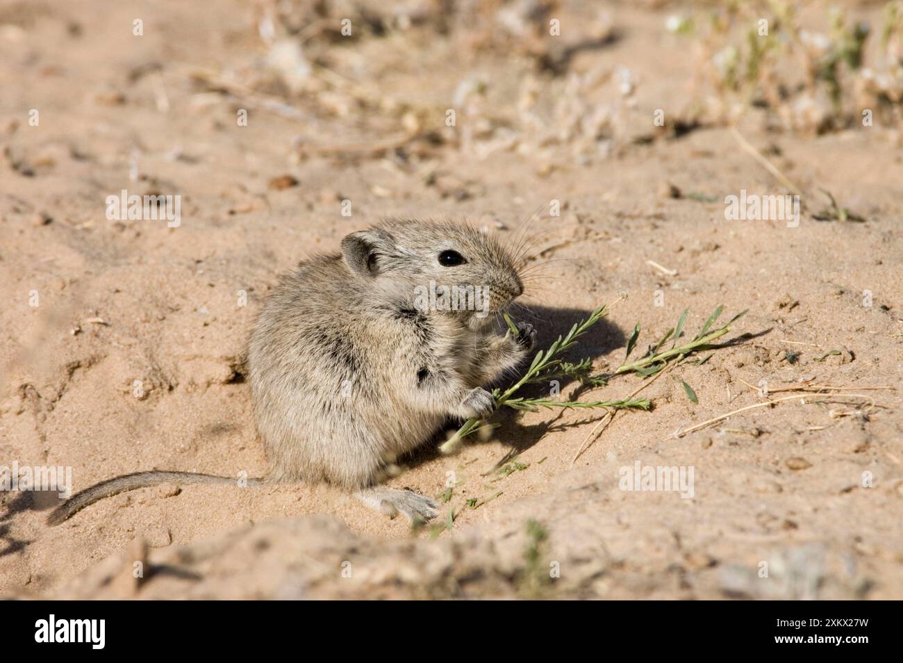 Brants's Whistling Rat - Eating plant at burrow entrance Stock Photo ...