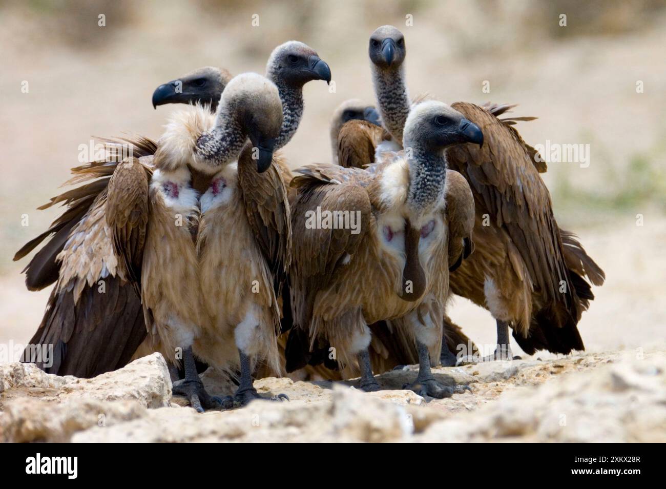 White-Backed Vulture - group congregating at waterhole Stock Photo - Alamy