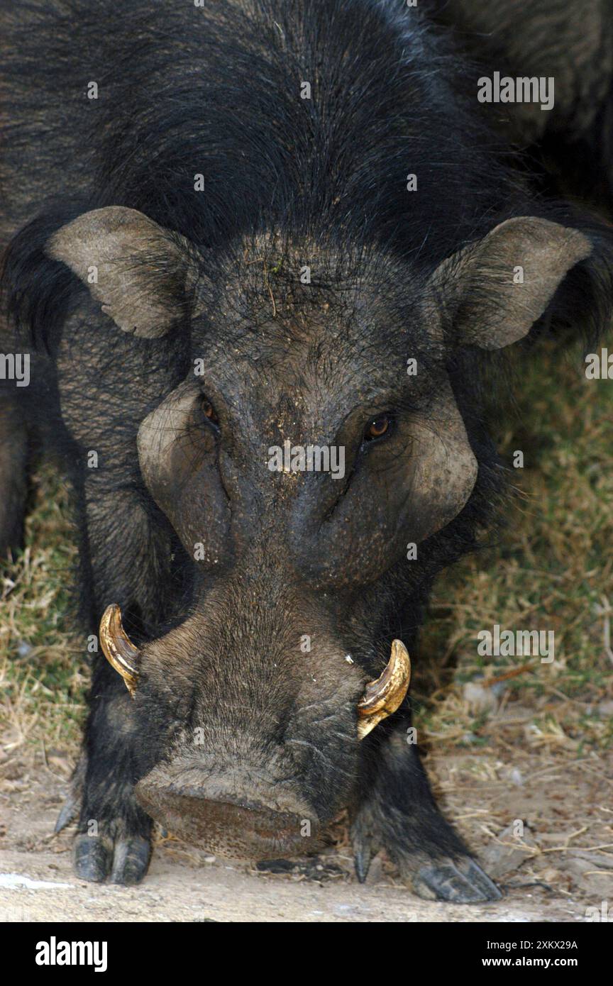 Giant Forest Hog Stock Photo - Alamy