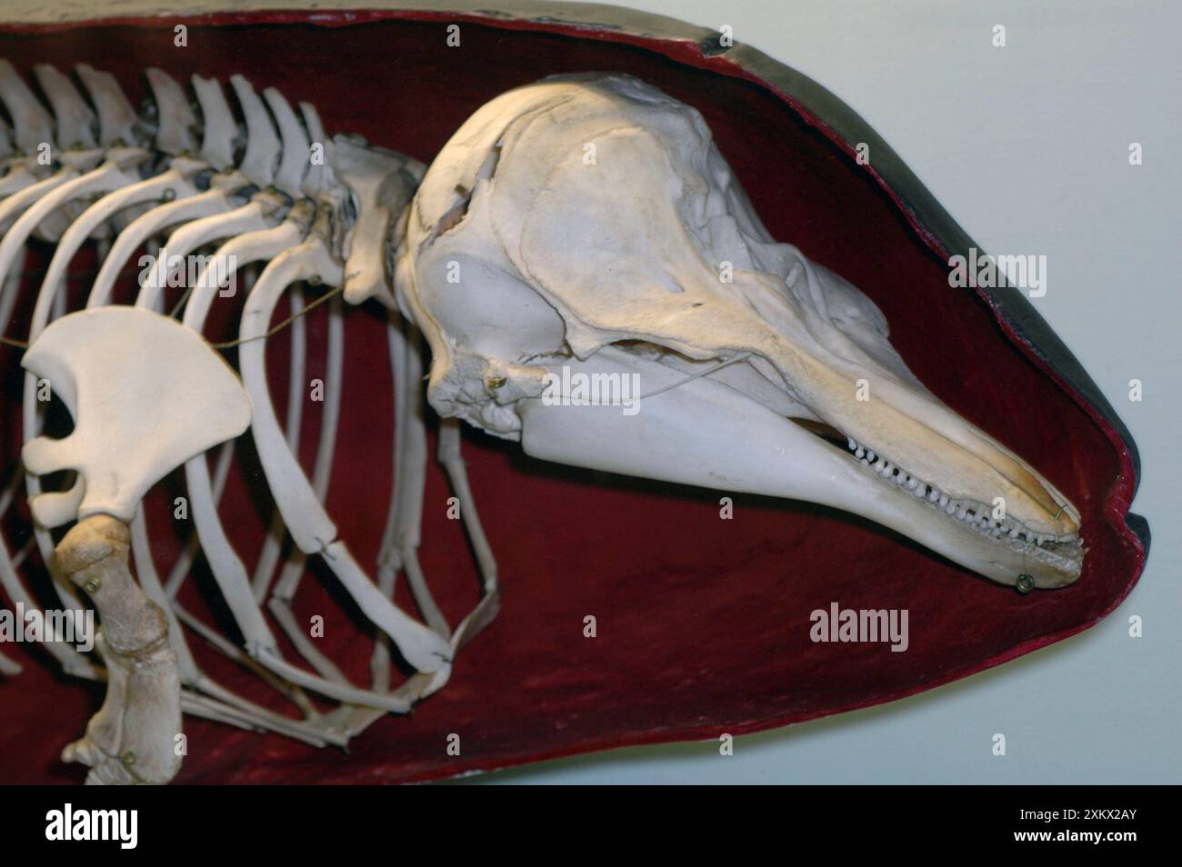 Harbor Porpoise Skeleton