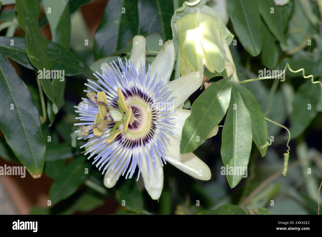 Blue Passion Flower / Blue Crown Passion Flower / Common Passion Flower