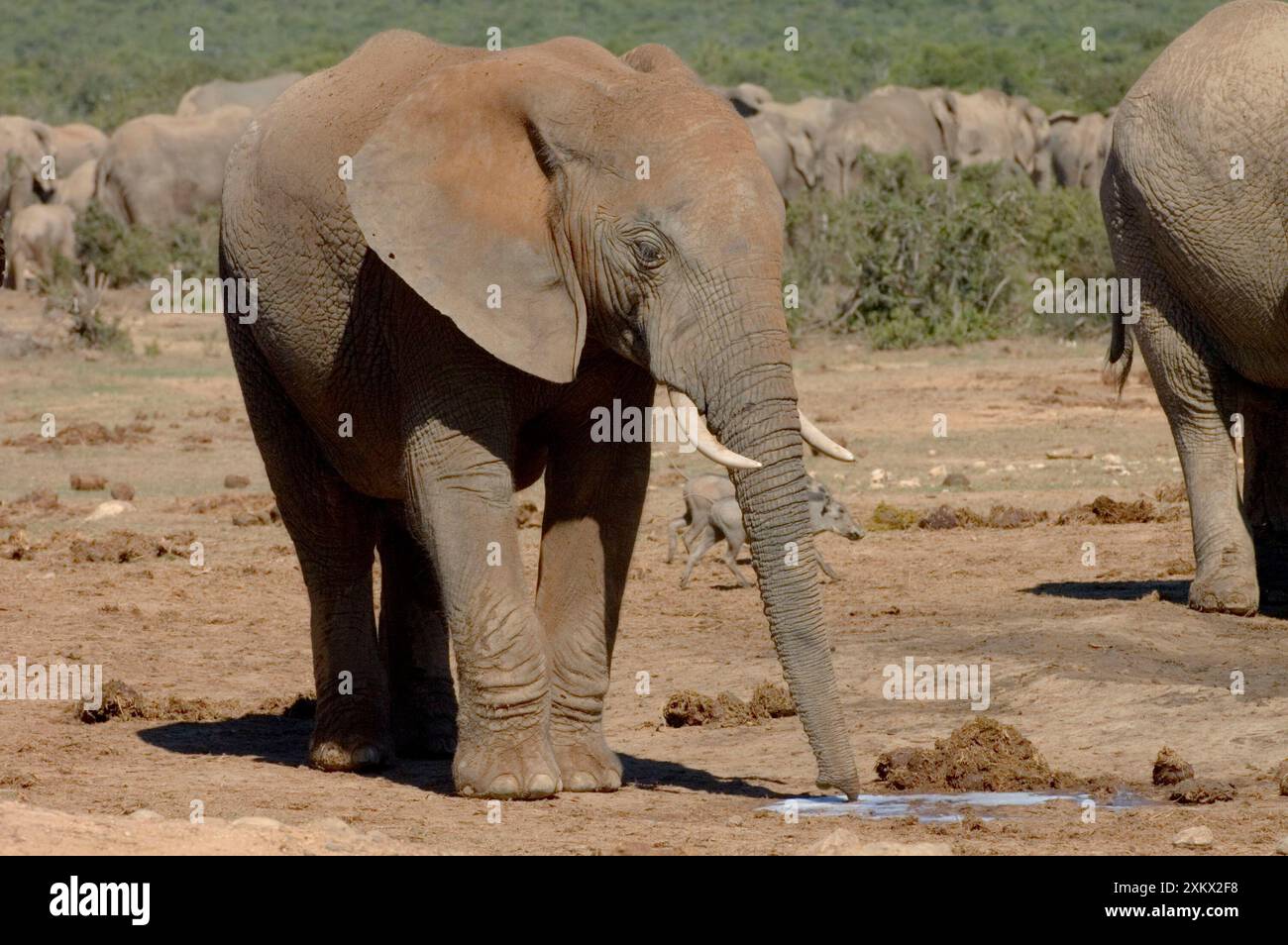African Elephant scenting puddle of urine deposited Stock Photo - Alamy
