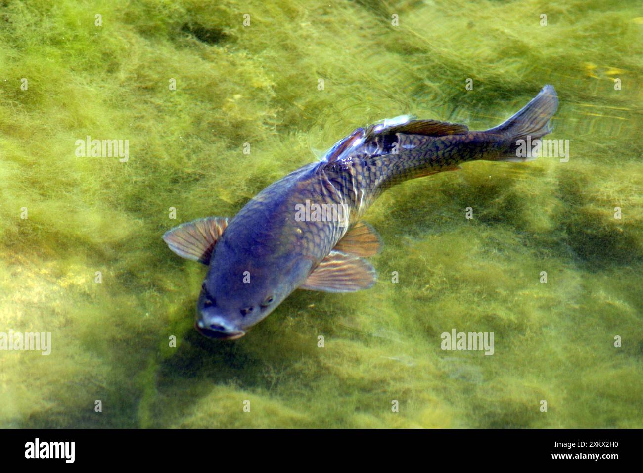 Blanket weed hi-res stock photography and images - Alamy
