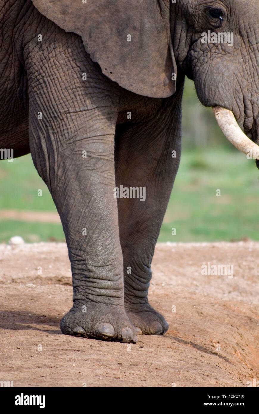 African Elephant showing front feet and 'nails' Stock Photo
