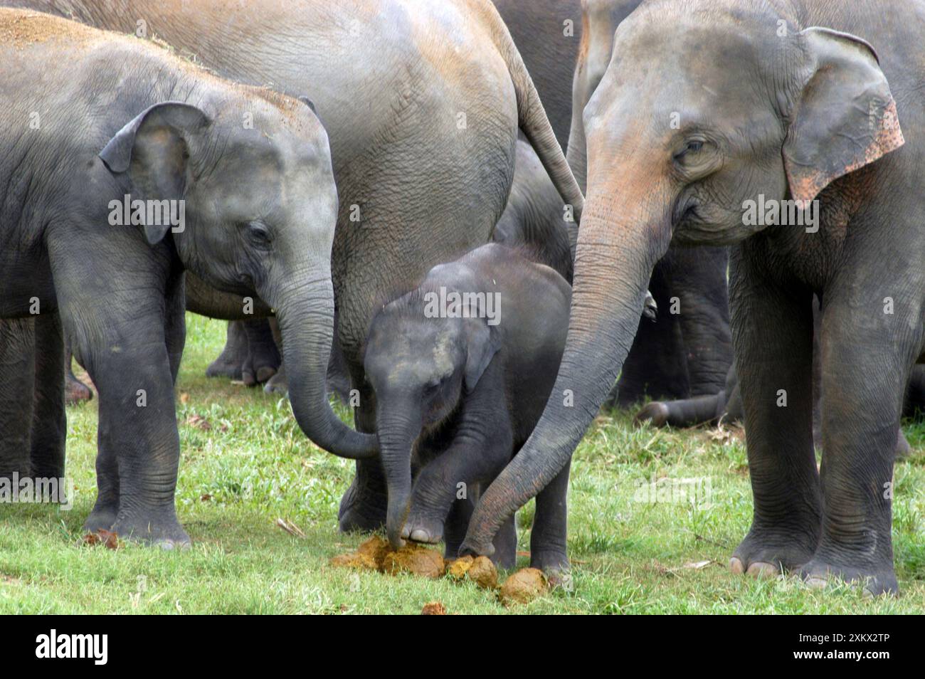 Asian Elephant - females showing baby elephant Stock Photo