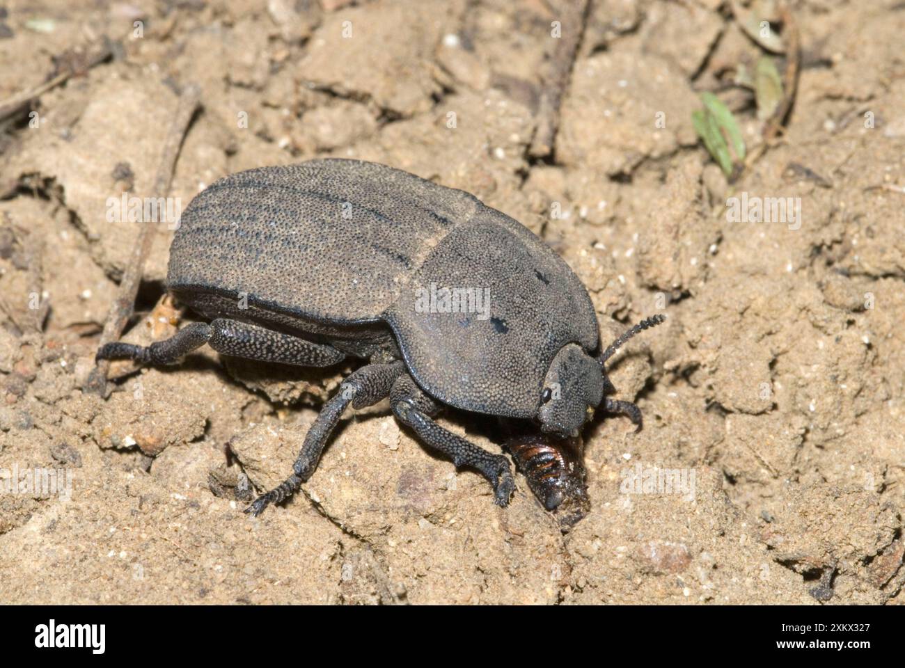 Darkling beetle on ground, where it feeds on plant litter. Stock Photo