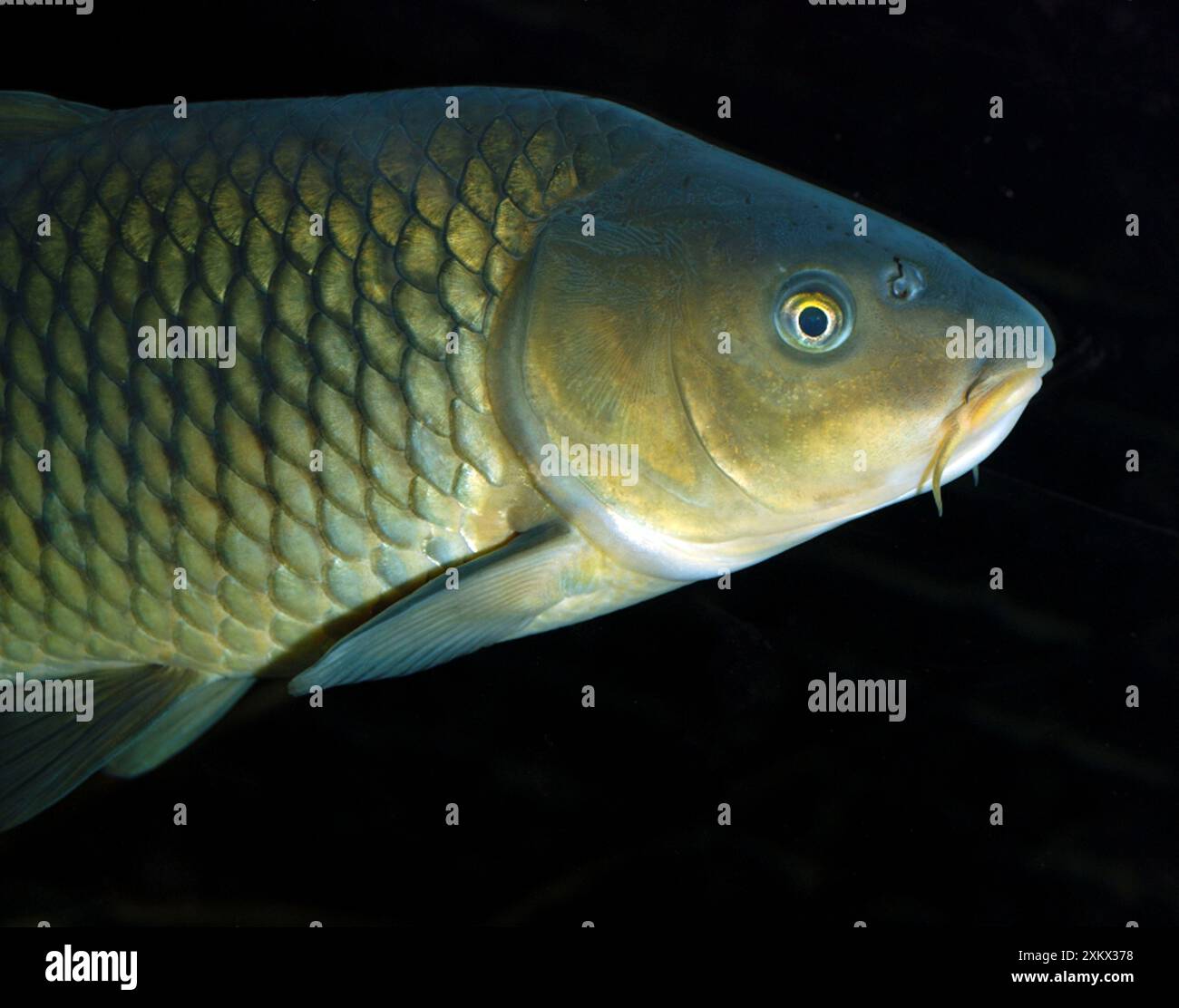 Freshwater common carp fish hi-res stock photography and images - Alamy