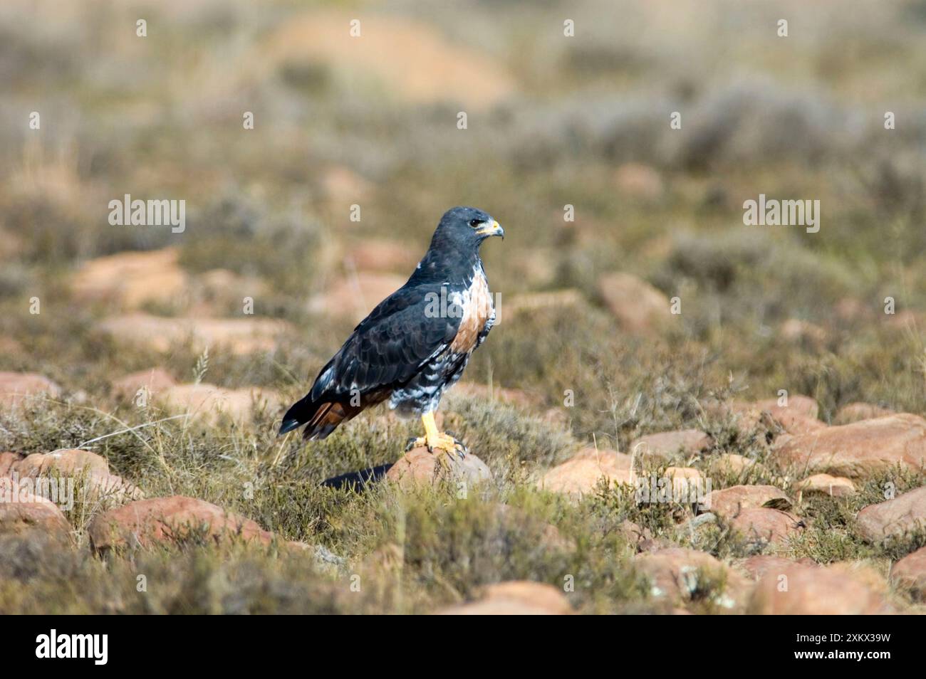 Jackal Buzzard - using stone as viewpoint for hunting prey Stock Photo