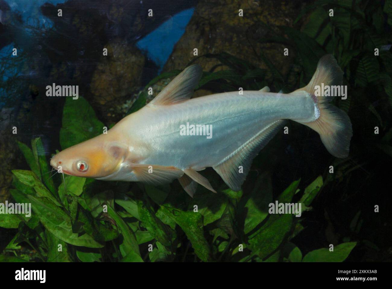 Sutchi Catfish/ Irridescent catfish - albino Stock Photo - Alamy