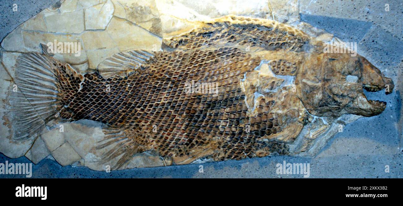 Fossil Fish with ganoid scales. (primitive fish, Stock Photo