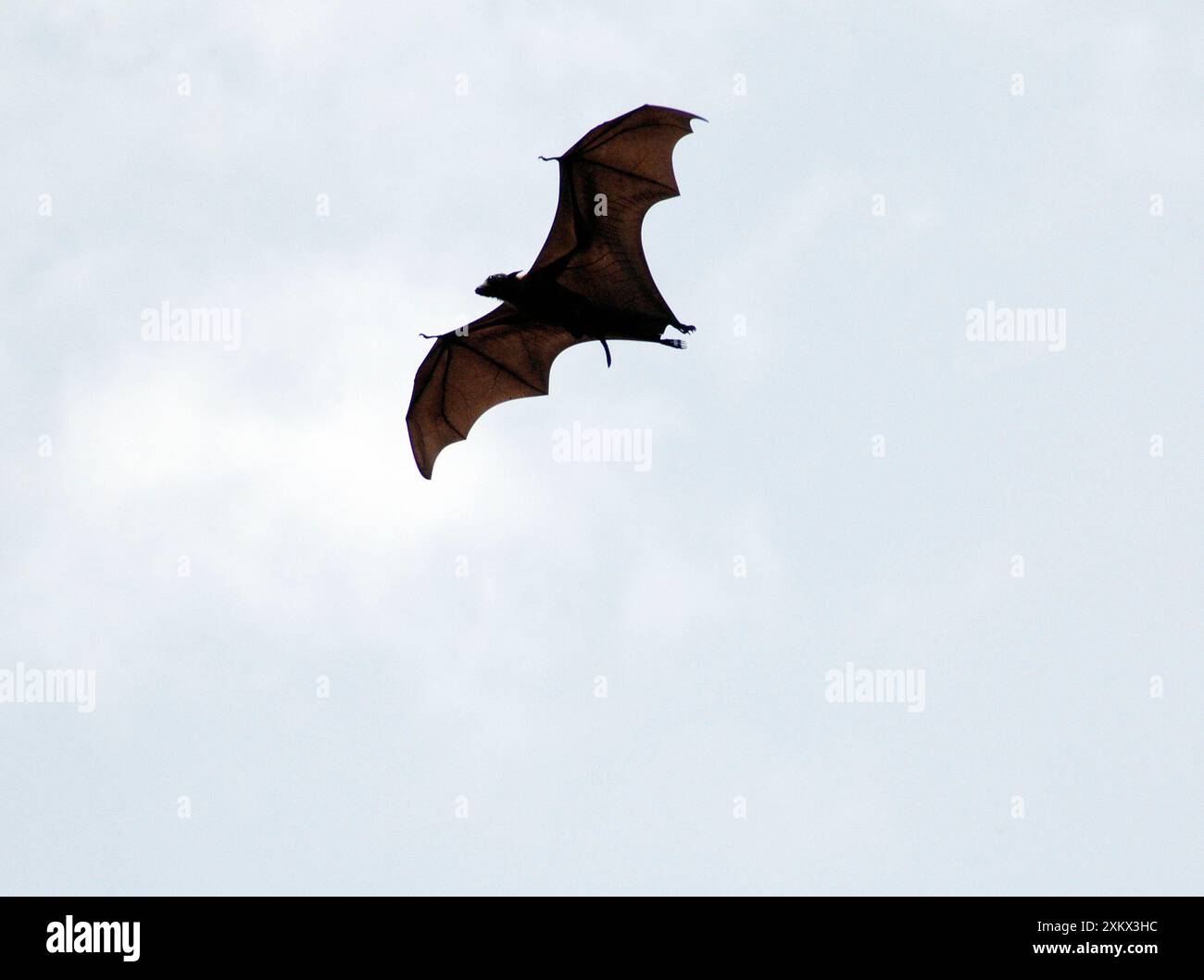 Indian flying fox bat hi-res stock photography and images - Alamy