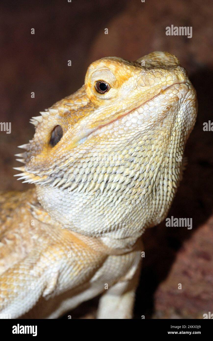 Dragon faces hi-res stock photography and images - Alamy