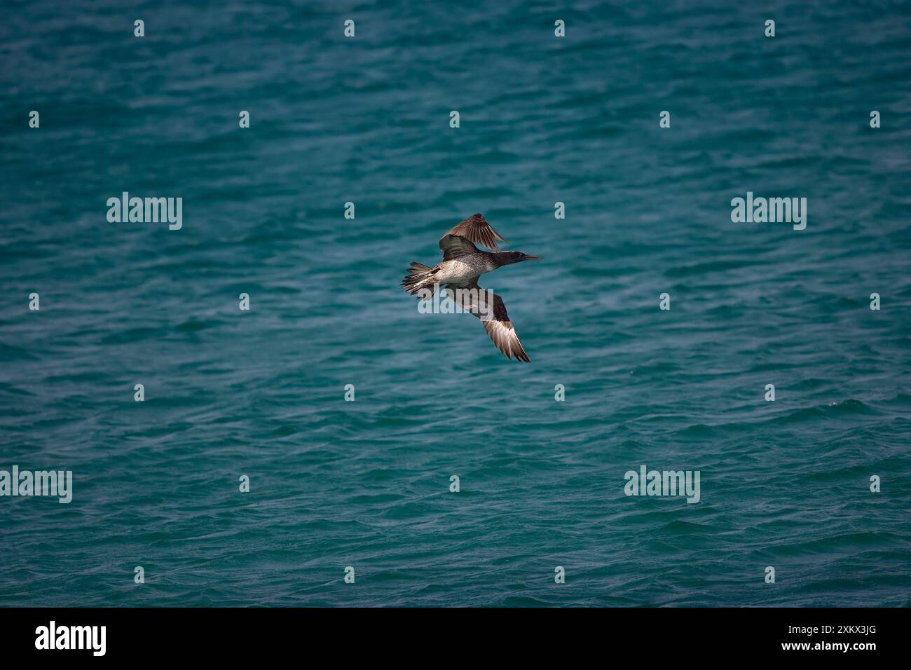 Juvenile Northern Gannet diving for food Stock Photo