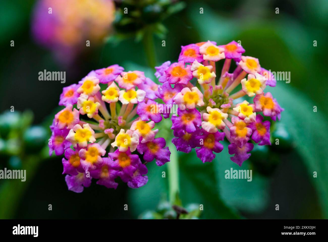 Tickberries hi-res stock photography and images - Alamy