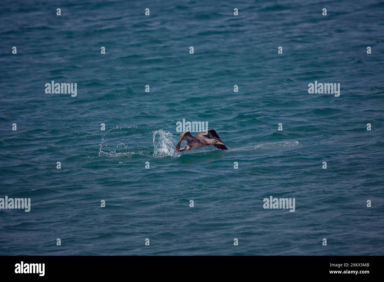 Juvenile Northern Gannet diving for food Stock Photo