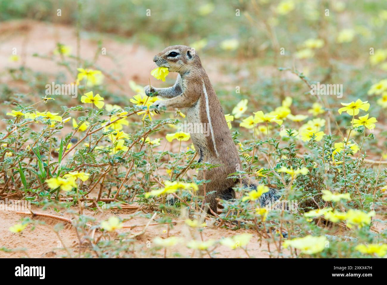 Cape Ground Squirrel / South African Ground Squirrel Stock Photo