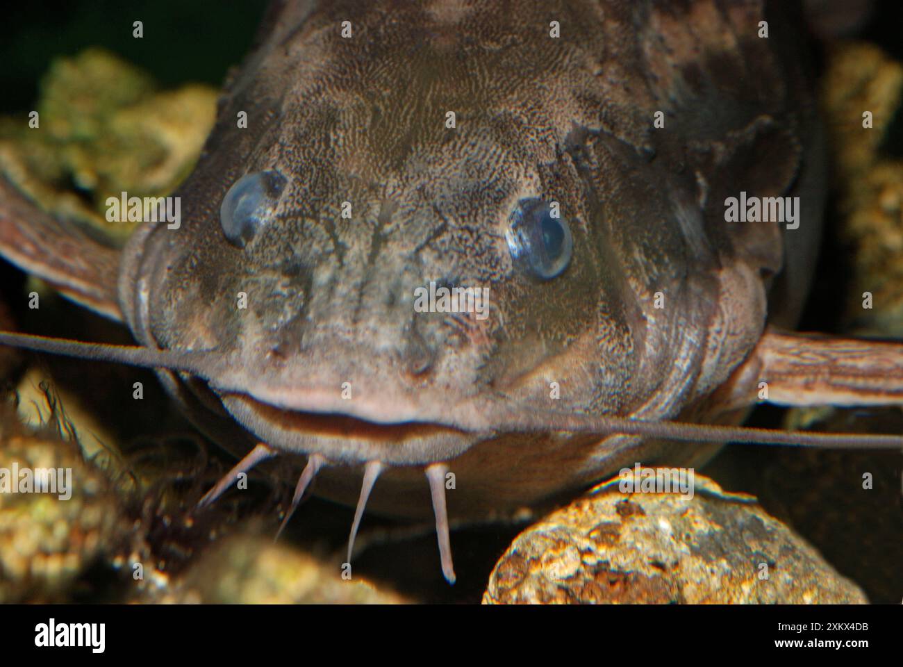 Platydoras costatus hi-res stock photography and images - Alamy