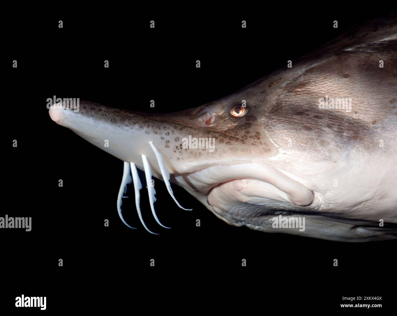 Beluga Sturgeon Stock Photo