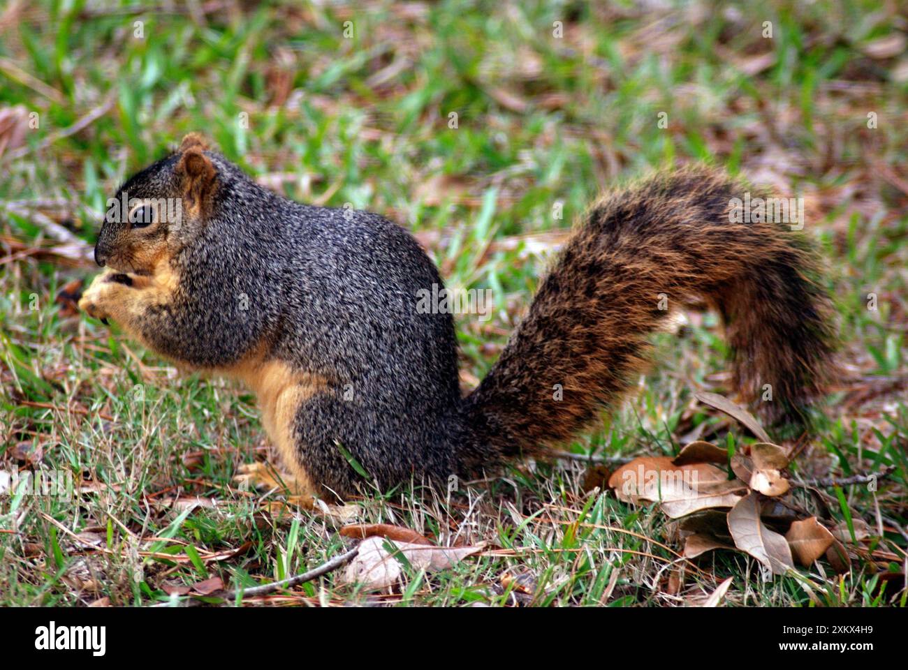 Fox Squirrel - deciduous woodland and gardens Stock Photo