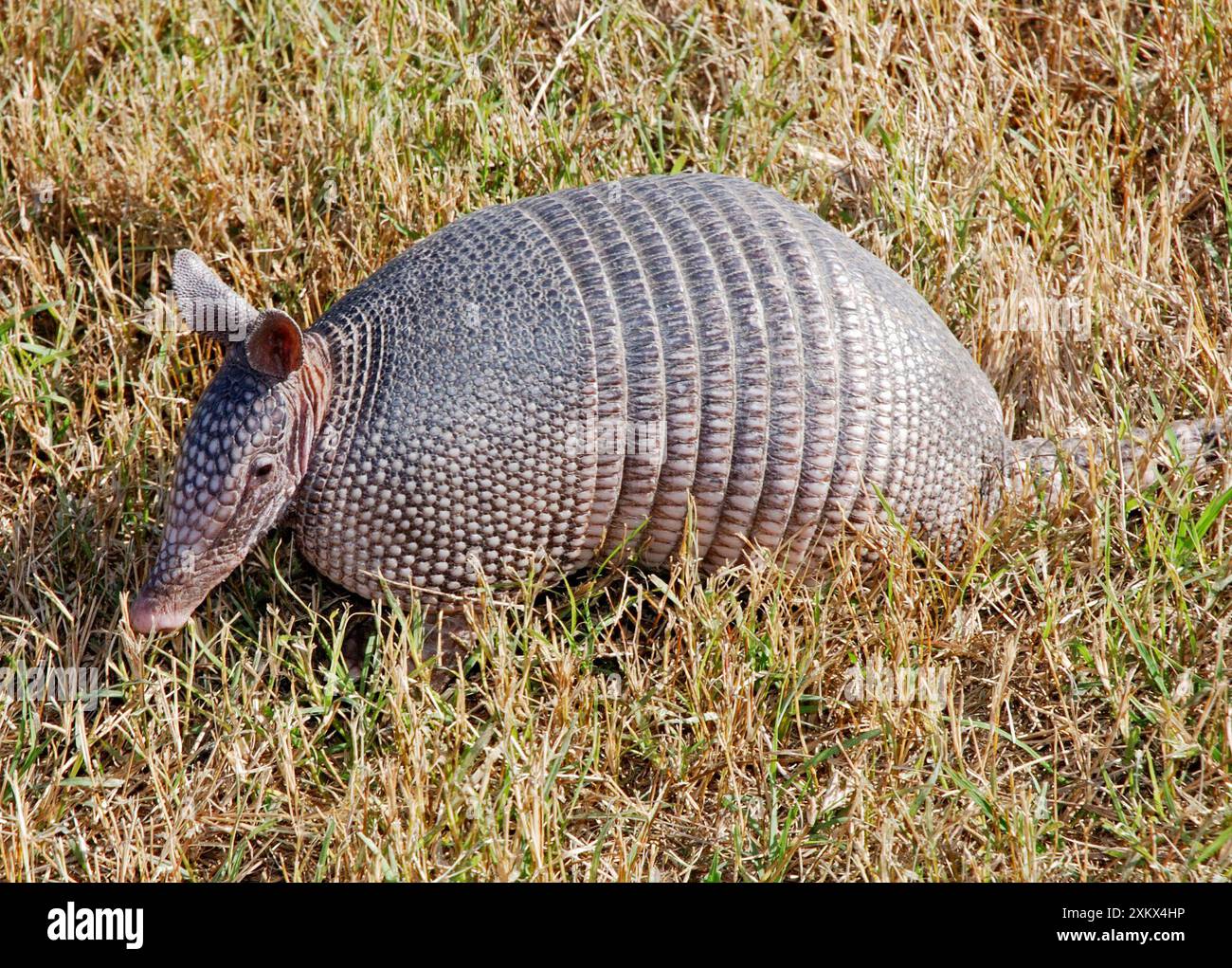 Nine banded armadillos hi-res stock photography and images - Alamy