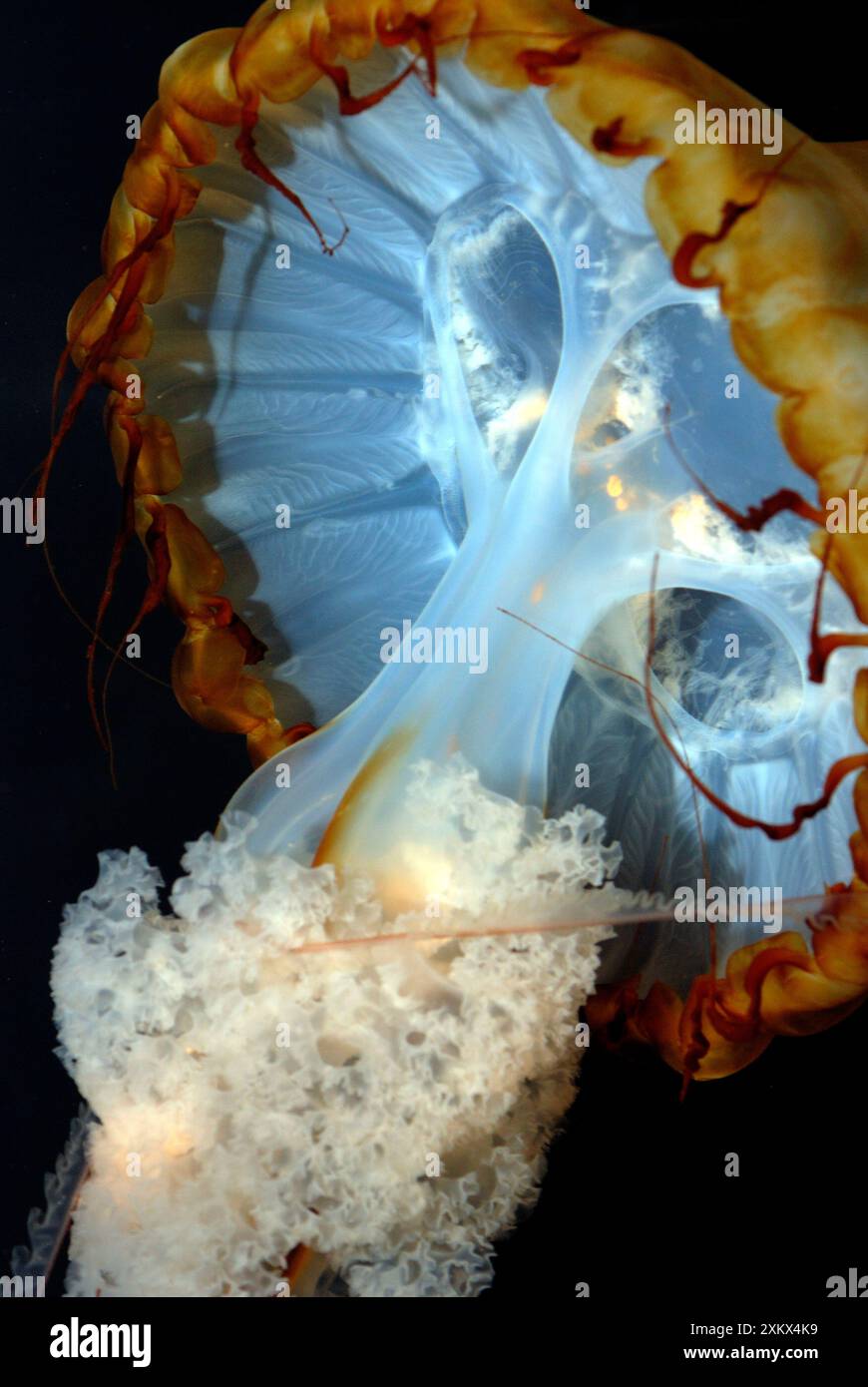 Pacific Sea Nettle Jellyfish Stock Photo