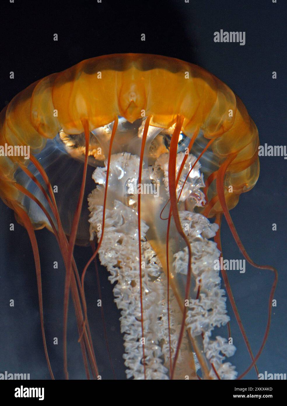 Pacific Sea Nettle Jellyfish Stock Photo