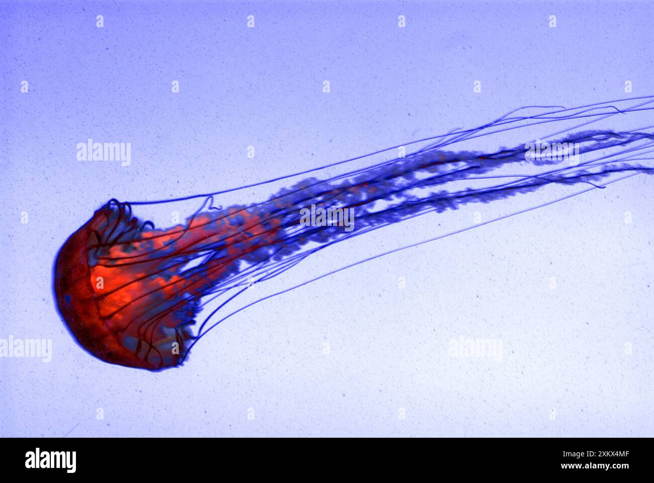 Pacific Sea Nettle Jellyfish Stock Photo