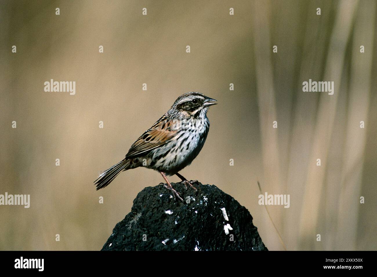 Mexico sierra madre animals hi-res stock photography and images - Alamy