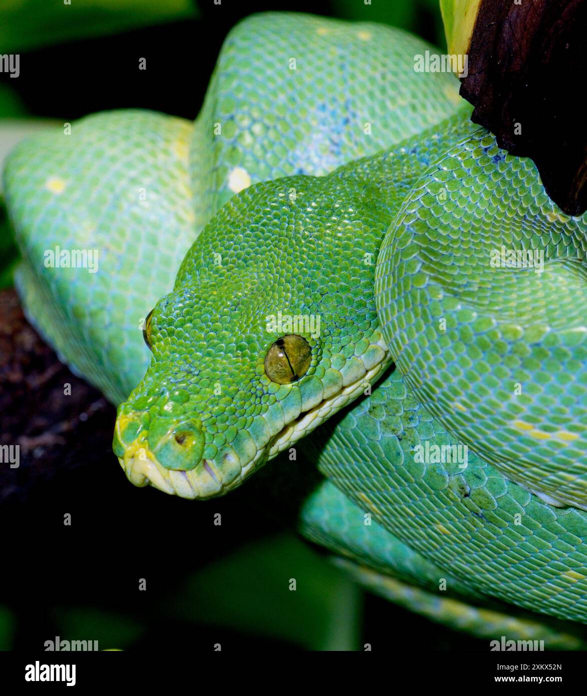 Australian python hi-res stock photography and images - Alamy