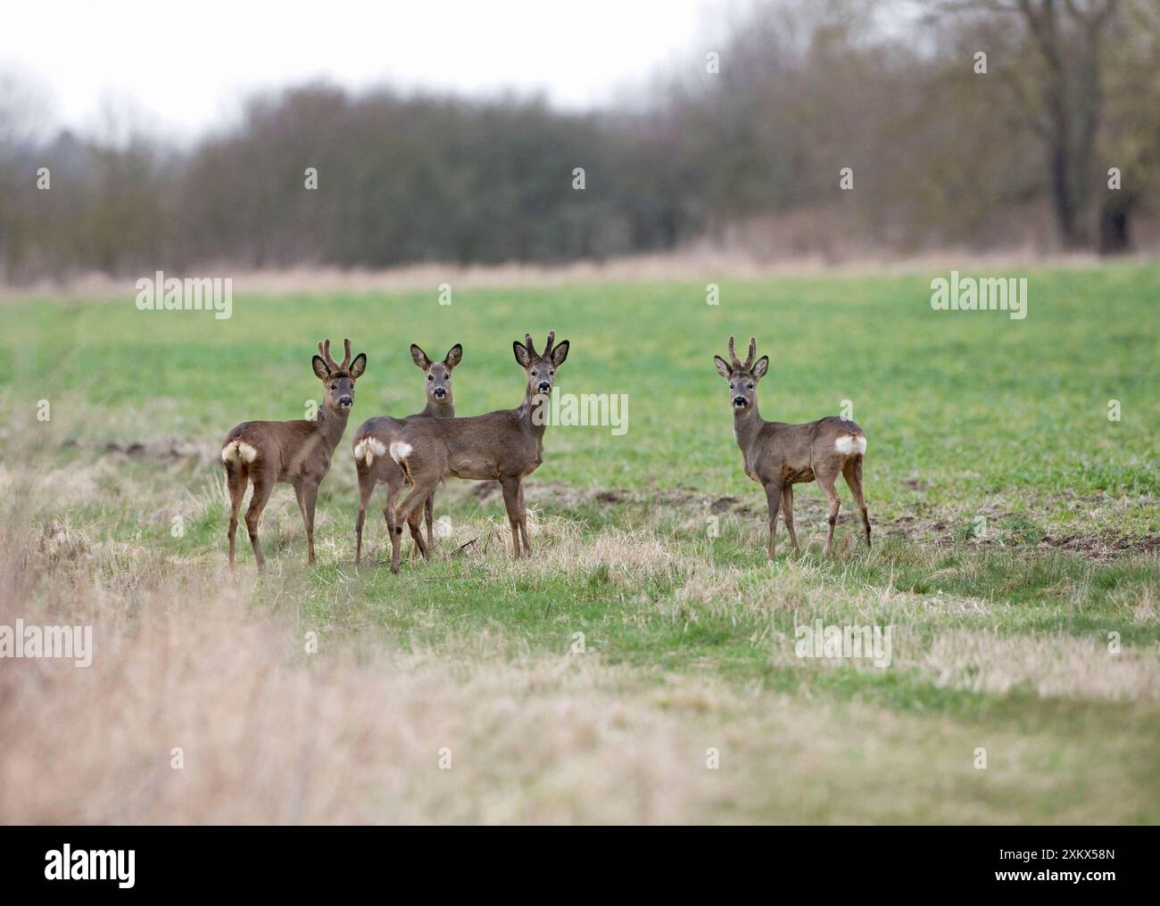 Roe Deer - 3 young Bucks and young female in field Stock Photo