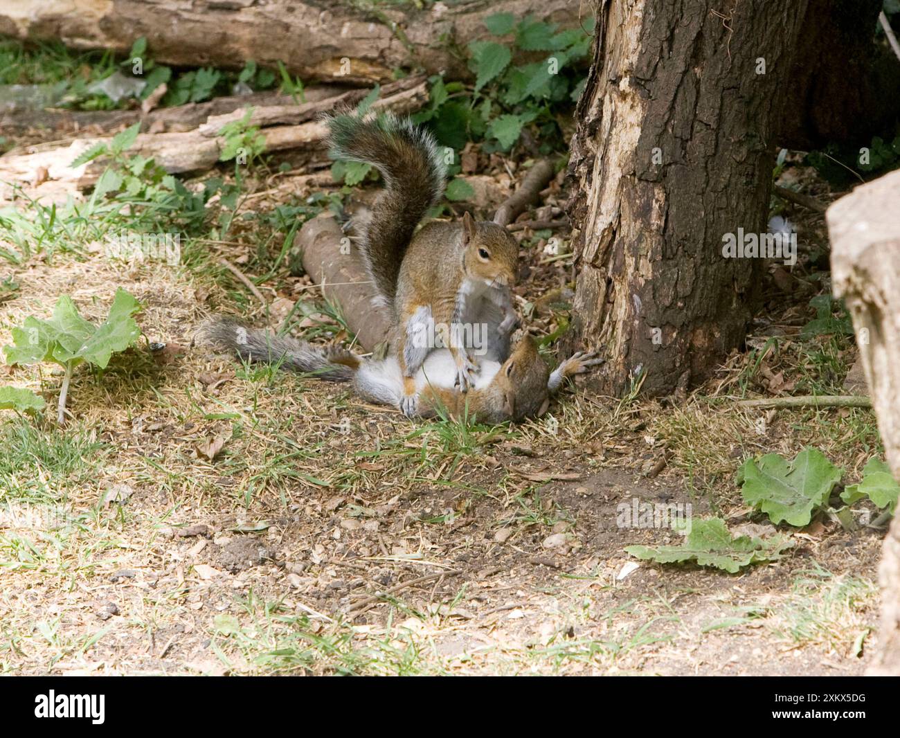 Grey Squirrels having a fight on ground then continued Stock Photo
