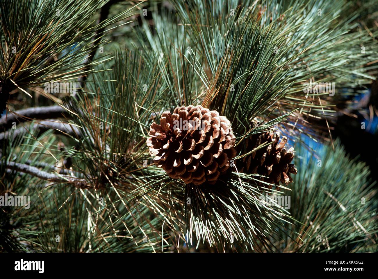 Jeffrey Pine Stock Photo