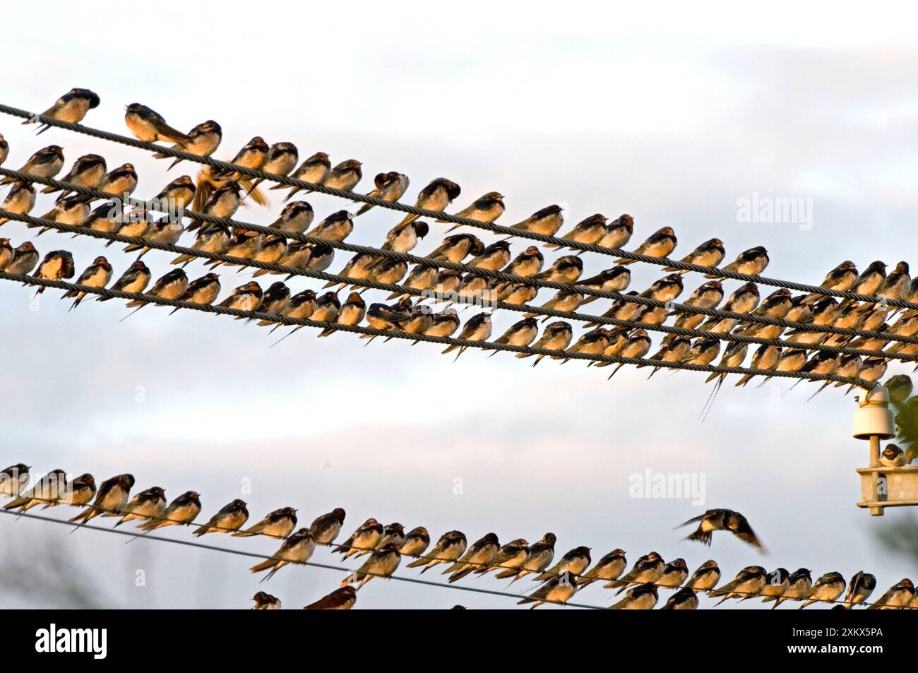 Barn Swallows - massing on electricity cables prior Stock Photo - Alamy