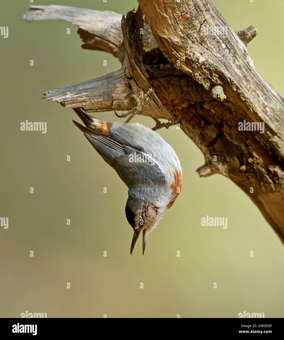 Kruper's Nuthatch - facing downward calling - on Pine Tree Stock Photo