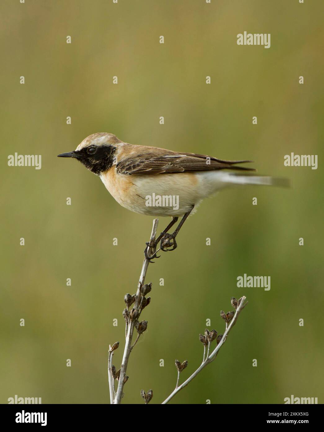 Eastern Black-eared Wheatear - female Stock Photo - Alamy