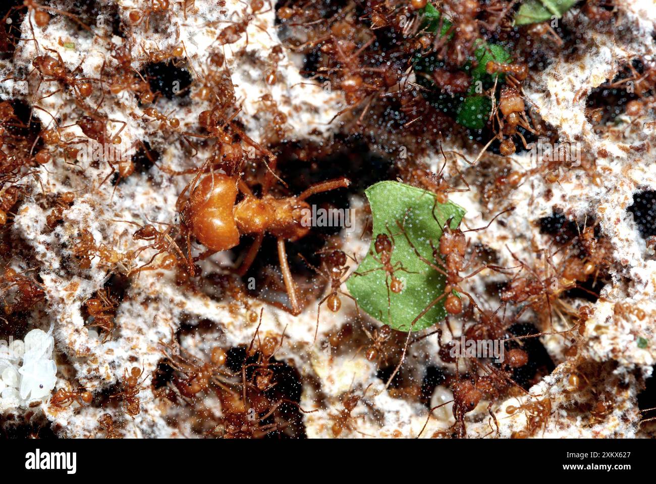 Leafcutter Ants - massive soldier ant guarding the workers Stock Photo