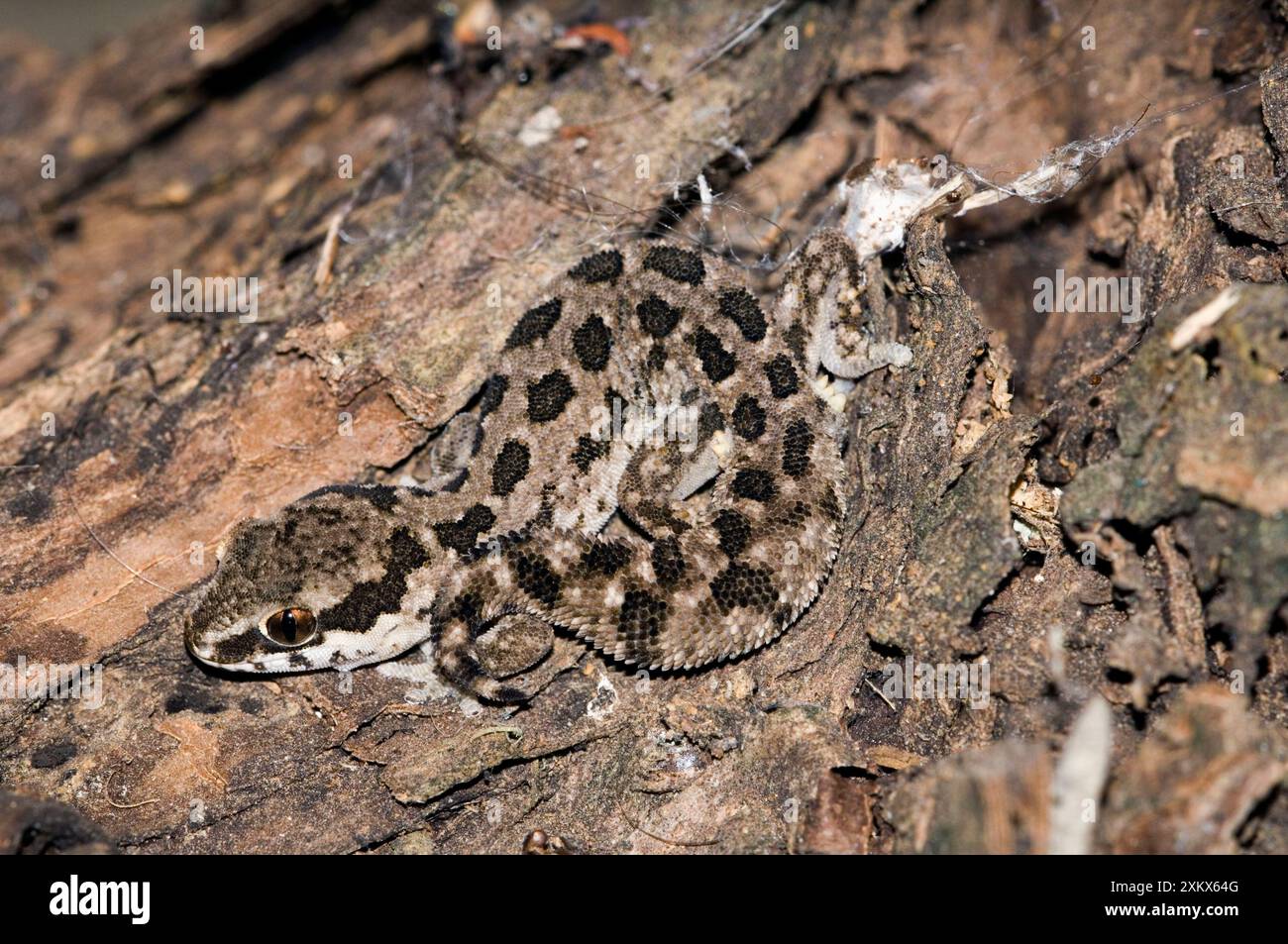Spotted Gecko - nocturnal terrestrial predator Stock Photo