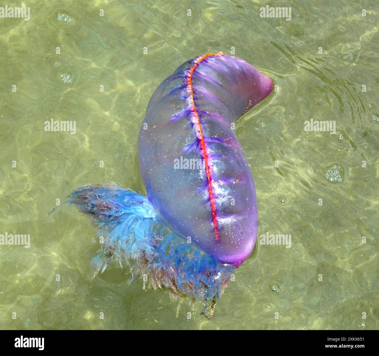 War at sea hi-res stock photography and images - Alamy