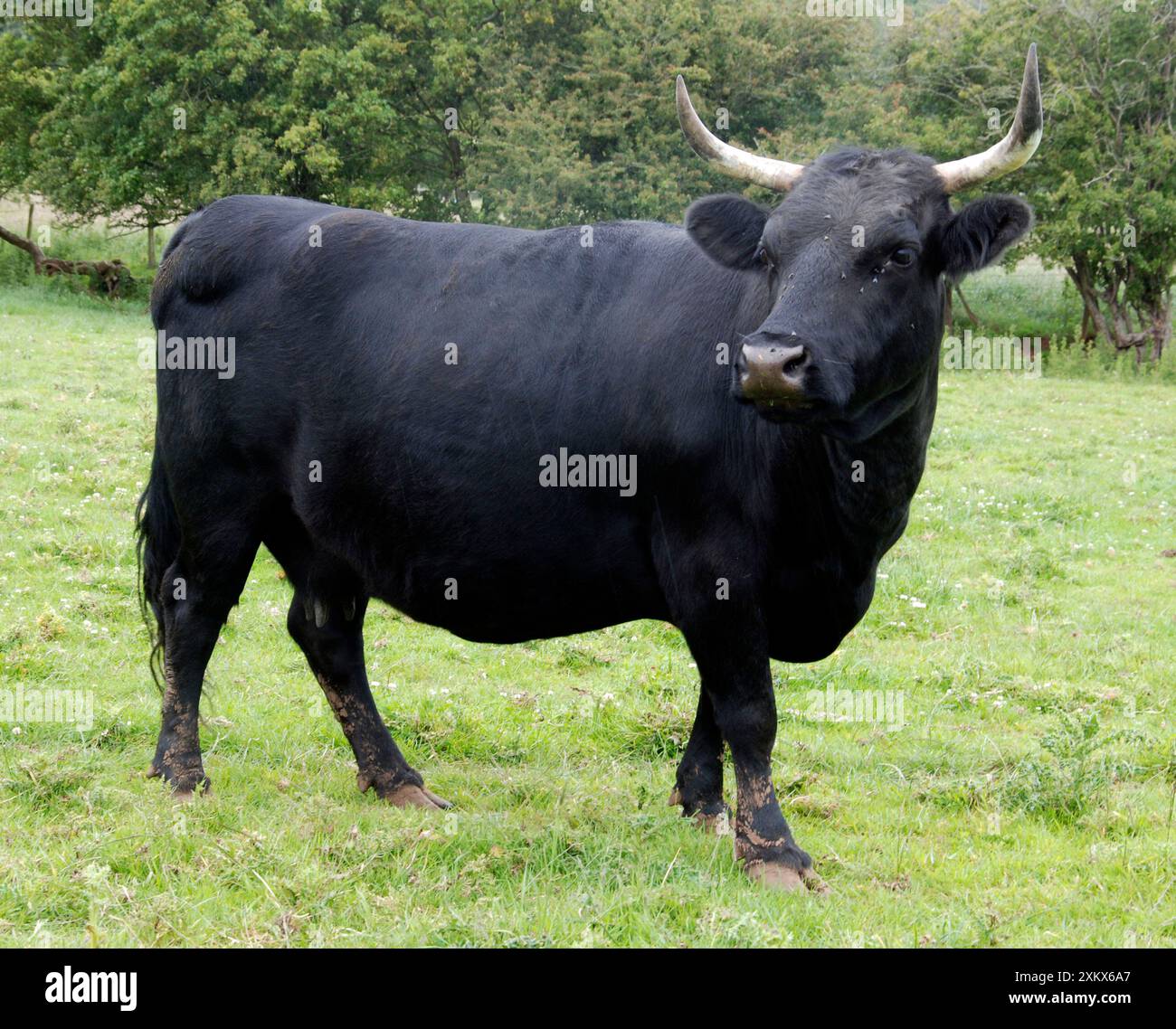 Dexter Cow, pedigree rare breed Stock Photo - Alamy