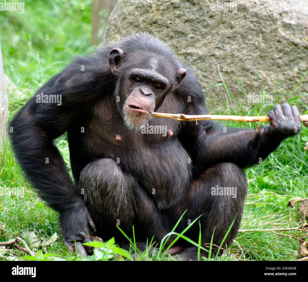 Chimpanzee using a stick to retrieve food from underground Stock Photo ...