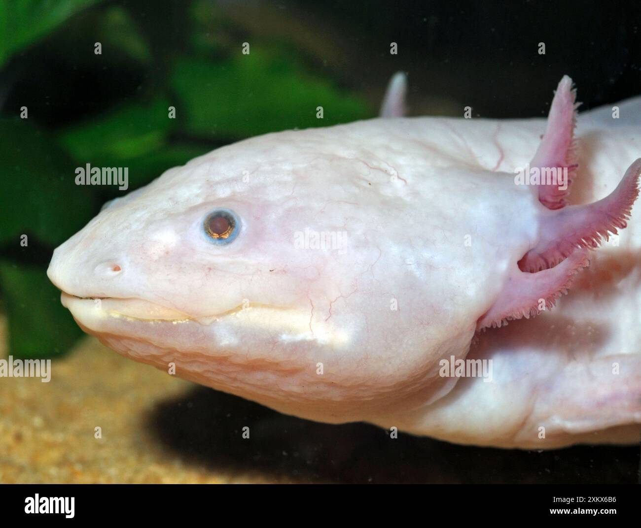 Axolotl - neotenous larval form showing external gills Stock Photo