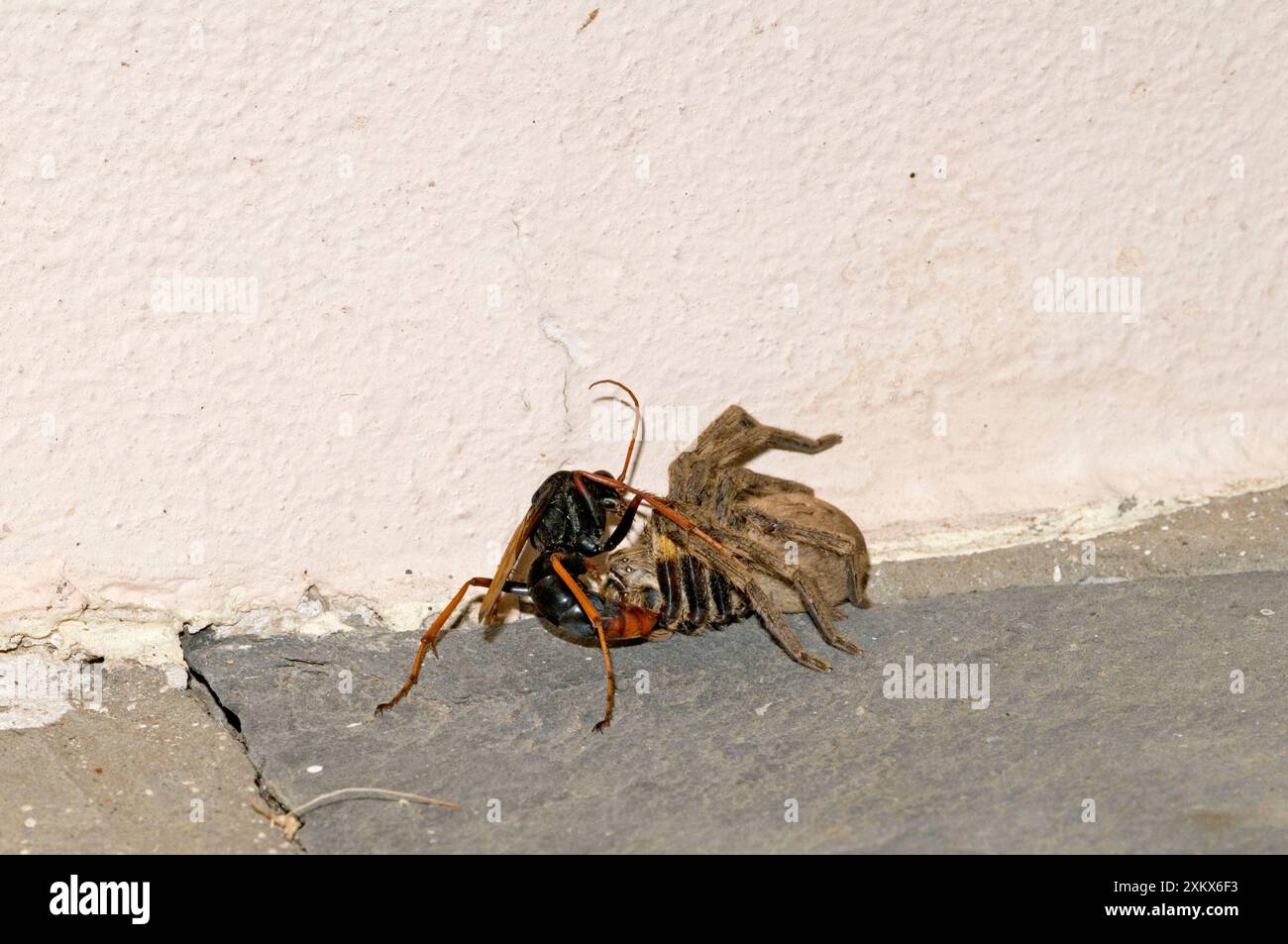 Spider-hunting Wasp - applying extra sting to its Stock Photo