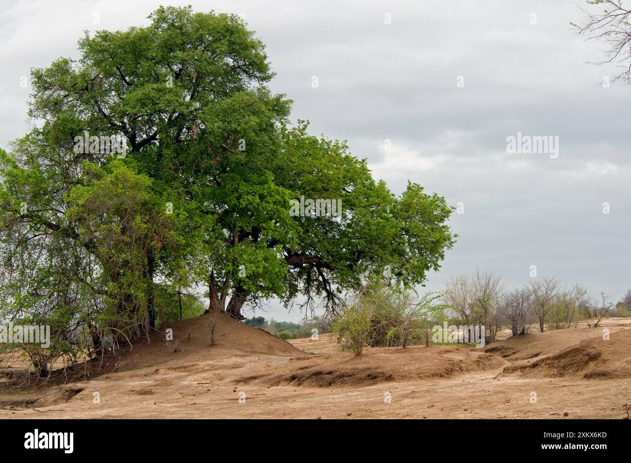 Result of overgrazing and drought Stock Photo