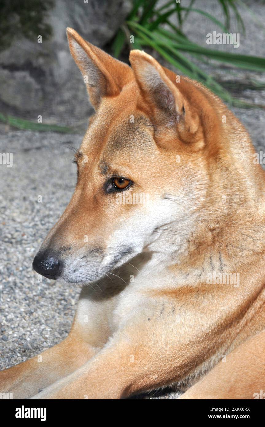 Dingo - native dog of Australia Stock Photo