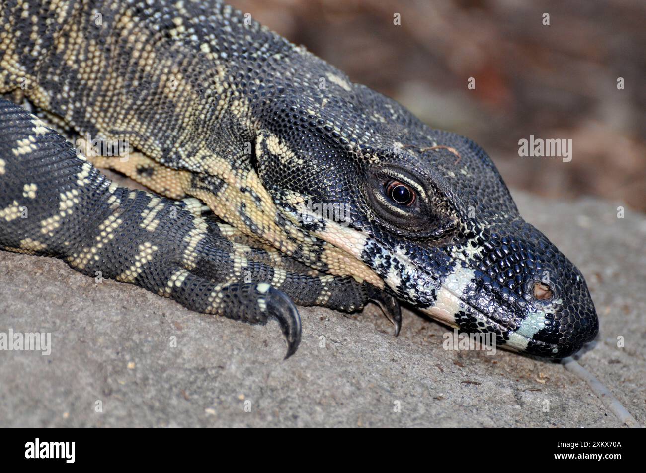 Lizards of australia hi-res stock photography and images - Alamy