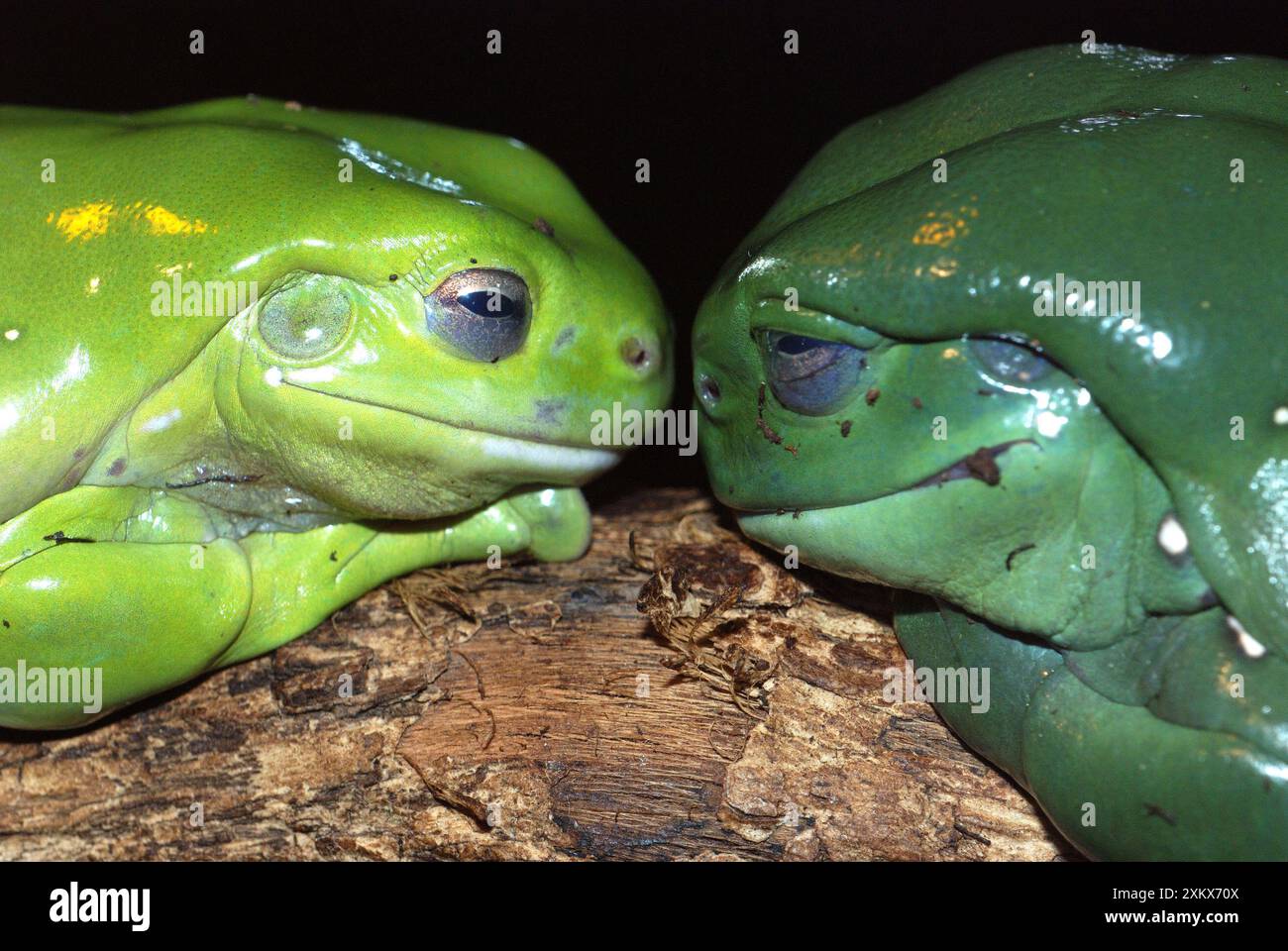 Magniificent / Splendid Tree Frog. Kimberley Stock Photo