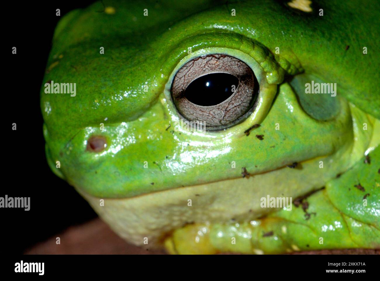 Magniificent / Splendid Tree Frog. Kimberley Stock Photo