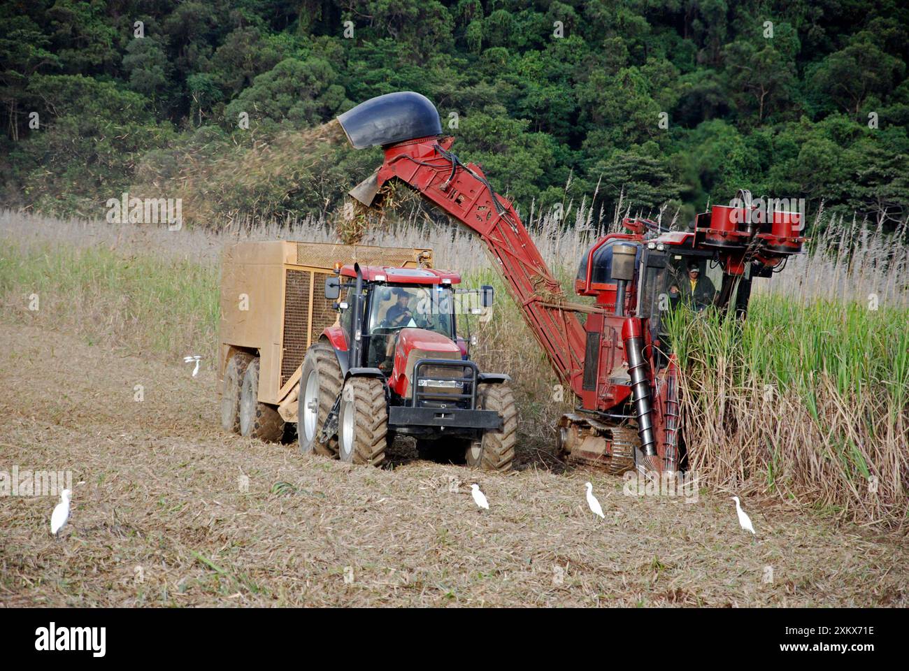 Sugar Cane harvesting. with egrets in attendance Stock Photo - Alamy