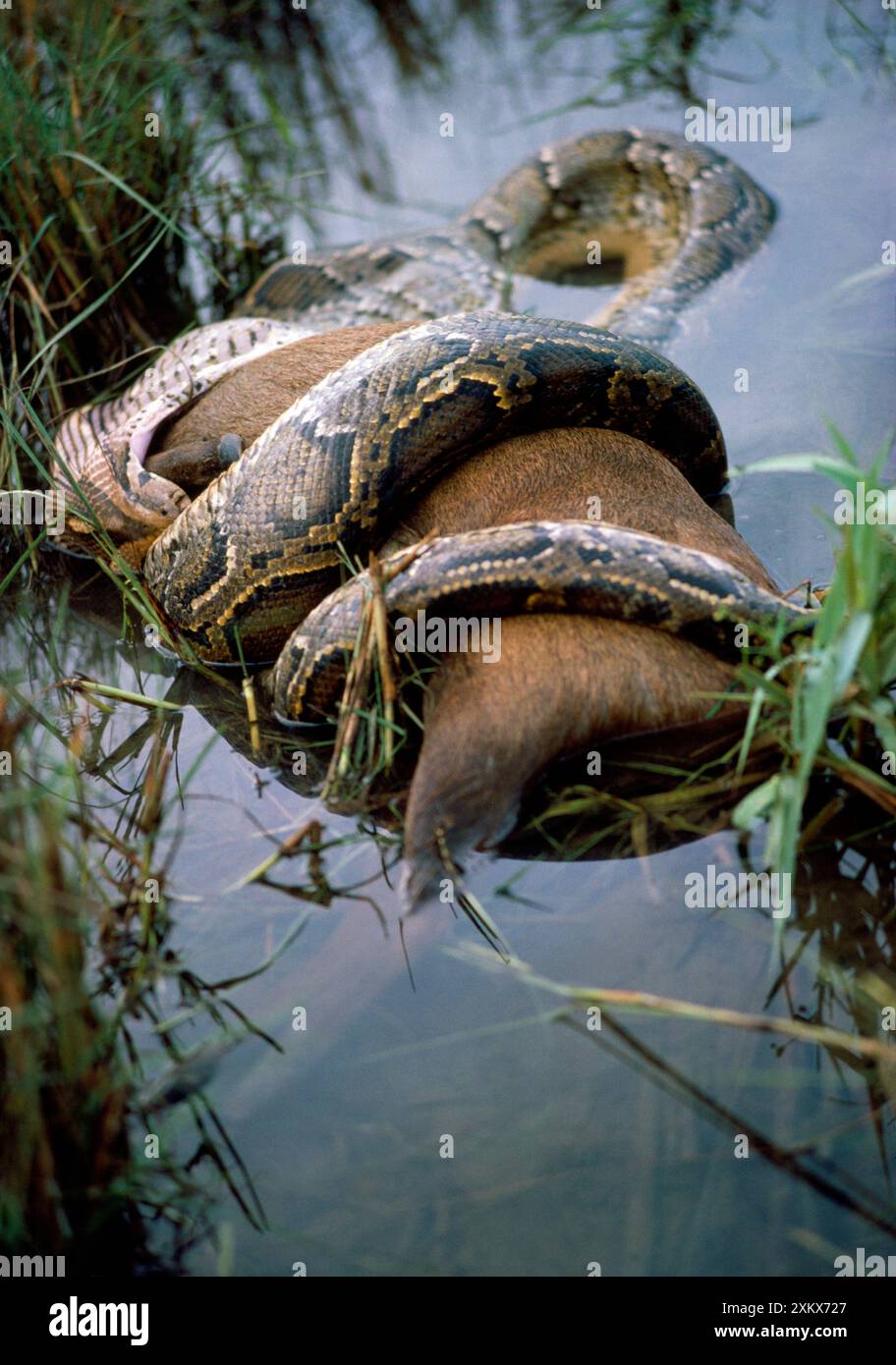 Indian Python constricting hog deer Stock Photo Alamy